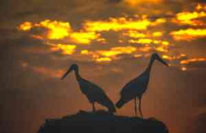Silhouette von zwei Störchen im Sonnenuntergang. Symbolbild für das Krafttier Storch.