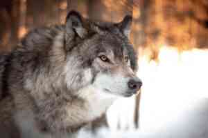 Majestätische Aufnahme eines Wolfs. Symbolbild für das Krafttier Wolf.