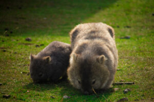 Zwei Wombat, welche in der Natur grasen.