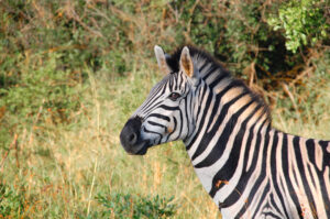 Ein Zebra in seiner natürlichen Umgebung. Symbolbild Krafttier Zebra.