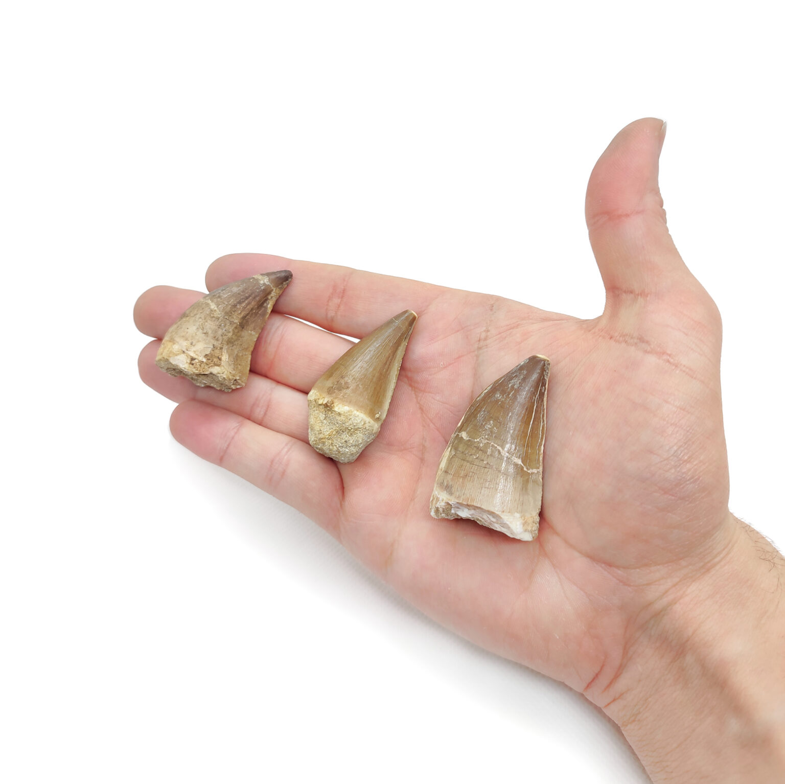 3 Große Mosasaurus Zahn Fossile. Diese sind spitz & beige bis knochenfarben.