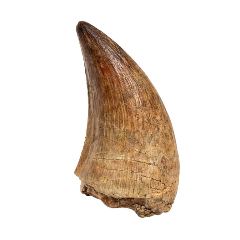 Mosasaurus Zahn - Mosasaurier Fossil