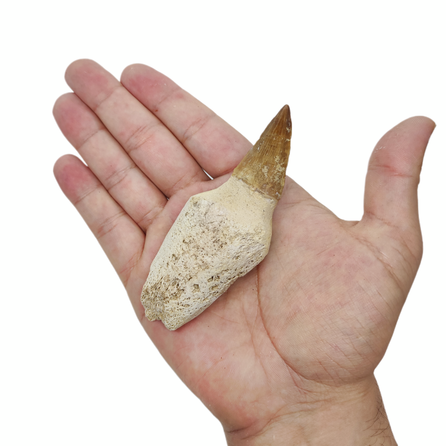 XXL Mosasaurus-Zahn mit knöcherner Kieferwurzel.