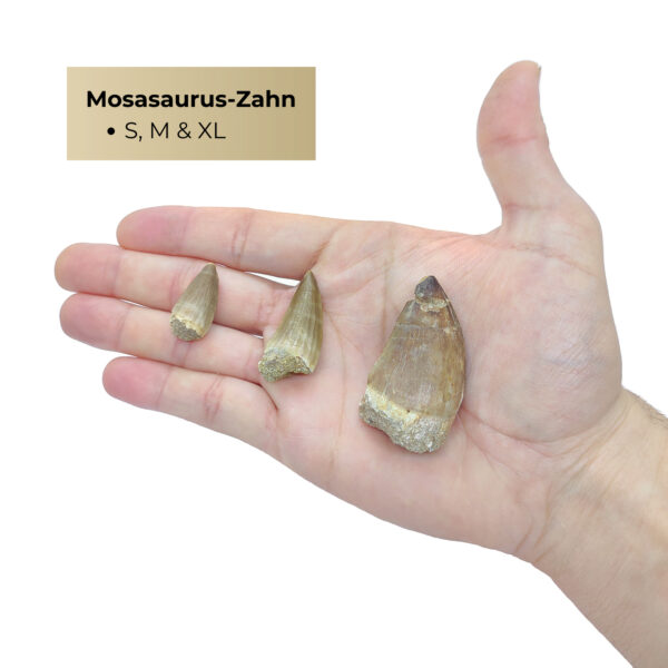 Kleine, mittelgroße & Große Dinosaurierzähne des Mosasaurus im Größenvergleich.