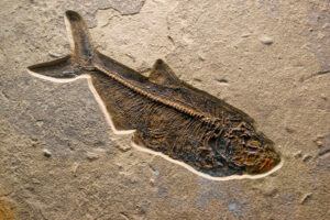 Versteinerter Fossil-Abdruck eines urzeitlichen Fisches.