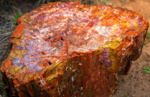 Bunt schimmerndes fossiles Holz, welches aufgrund von Opaleinschlüssen in regenbogenfarben glänzt.