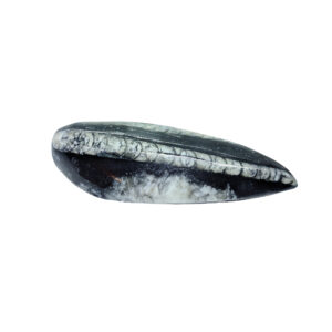 Orthoceras Fossil