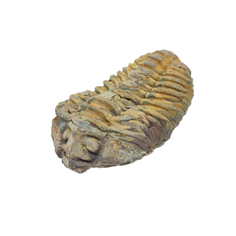 Trilobit Fossil