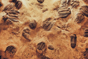 Zahlreiche Trilobit-Fossile auf braun/beiger Sandstein-Matrix.