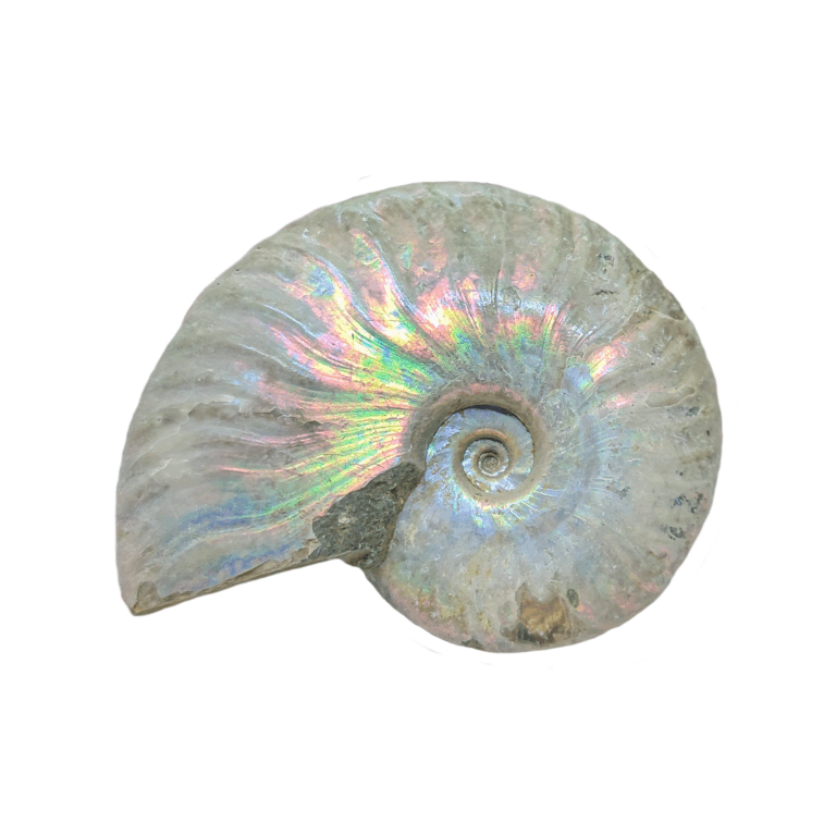 Cremefarbener Perlmutt-Ammonit mit regenbogenfarbenem irisierendem Schimmer.