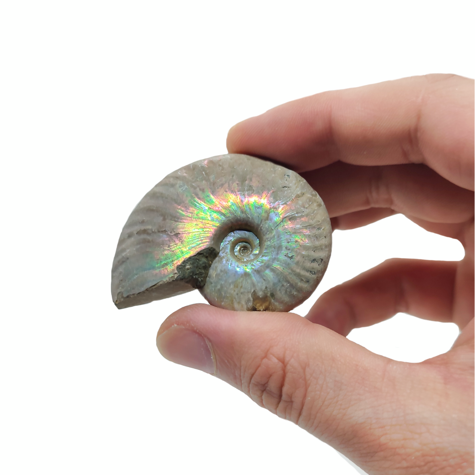 Ein Perlmutt Ammonit