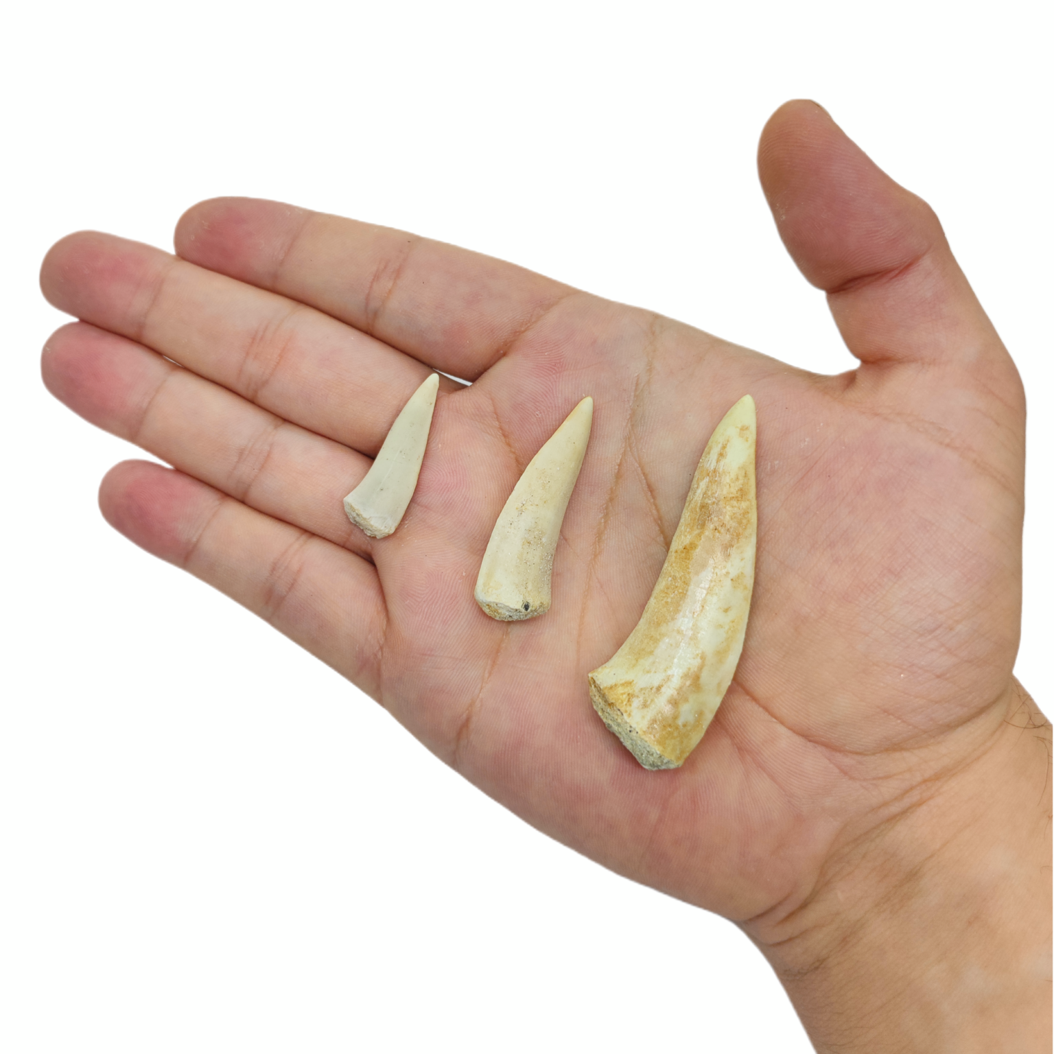 3 verschieden Große Enchodus Fischfossilien Zähne.