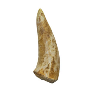 Fossiler Fischzahn - Enchodus Libycus